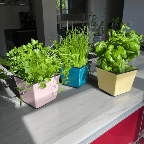 Coprivaso 757 | Decoro 000