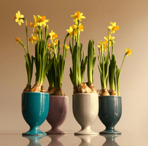 Barattolo Set 4-tlg. 597 | Decoro 999